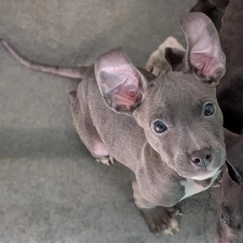 A baby small-sized male Mixed Breed dog named Zoot for adoption in Pittsburgh, PA