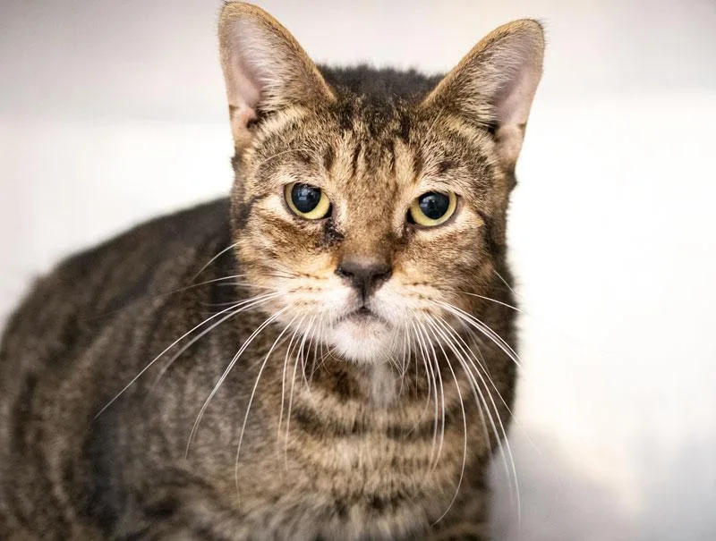 An adult medium-sized male Tabby (Brown / Chocolate) Domestic Short Hair cat named Count Catula for adoption in Monroe, GA