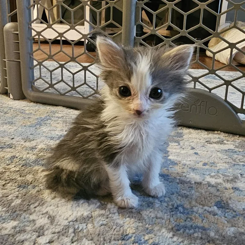 A baby small-sized male Gray / Blue / Silver Domestic Medium Hair cat named Starling for adoption in Hedgesville, WV