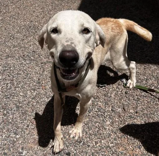 A young large-sized female Akbash dog named Sister for adoption in Mesa, AZ
