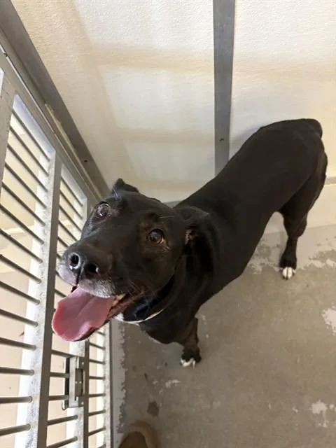 An adult medium-sized female Labrador Retriever dog named Petunia for adoption in Sugar Land, TX
