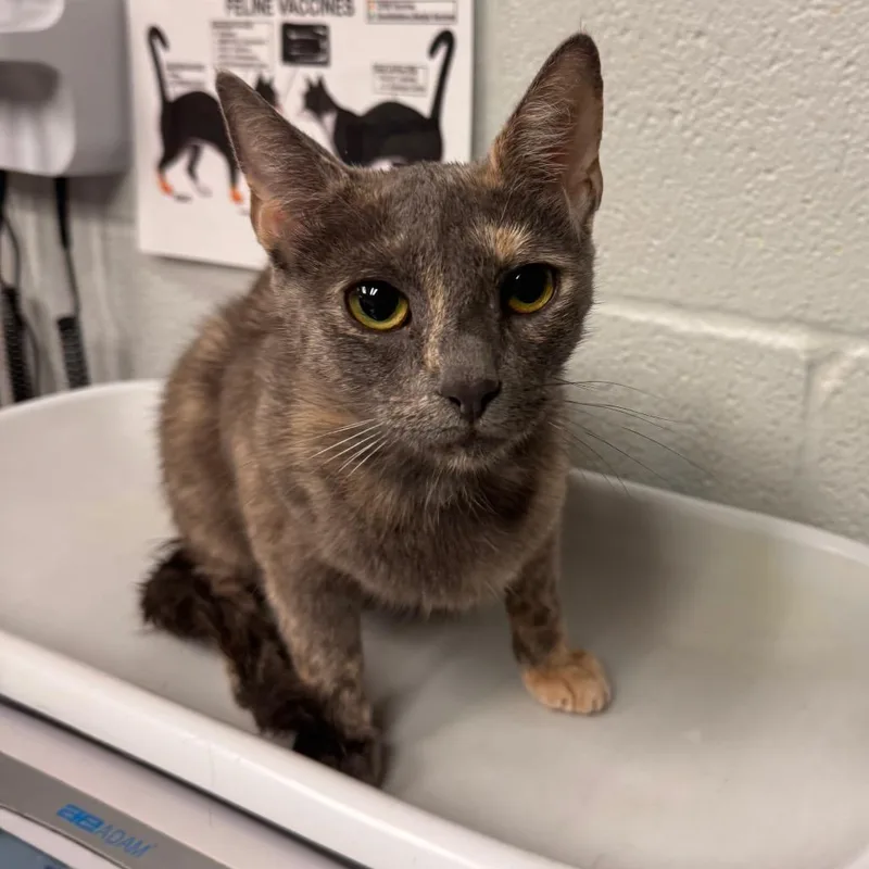 An adult medium-sized female Tortoiseshell Domestic Short Hair cat named Tini for adoption in Birdsboro, PA