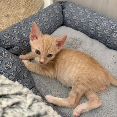 A baby small-sized male Domestic Short Hair cat named Owl for adoption in Tampa, FL