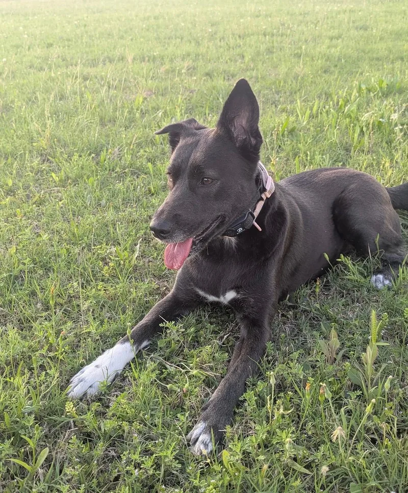 An adult medium-sized female Black German Shepherd Dog dog named Emmie for adoption in Houston, TX