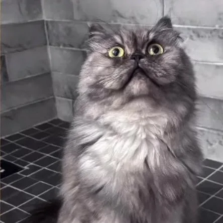 A senior medium-sized male Gray / Blue / Silver Persian cat named Minnoe for adoption in Fort Lauderdale, FL