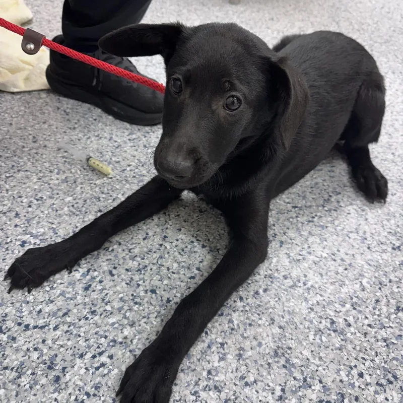 A baby small-sized female Black German Shepherd Dog dog named Nyx for adoption in Chicago, IL