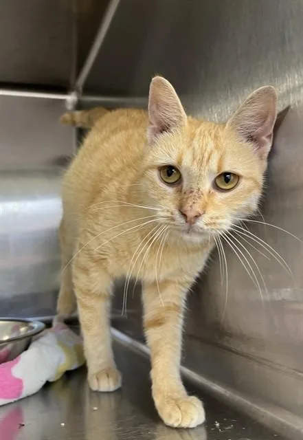 A young medium-sized female Domestic Short Hair cat named Marmalade for adoption in Augusta, GA