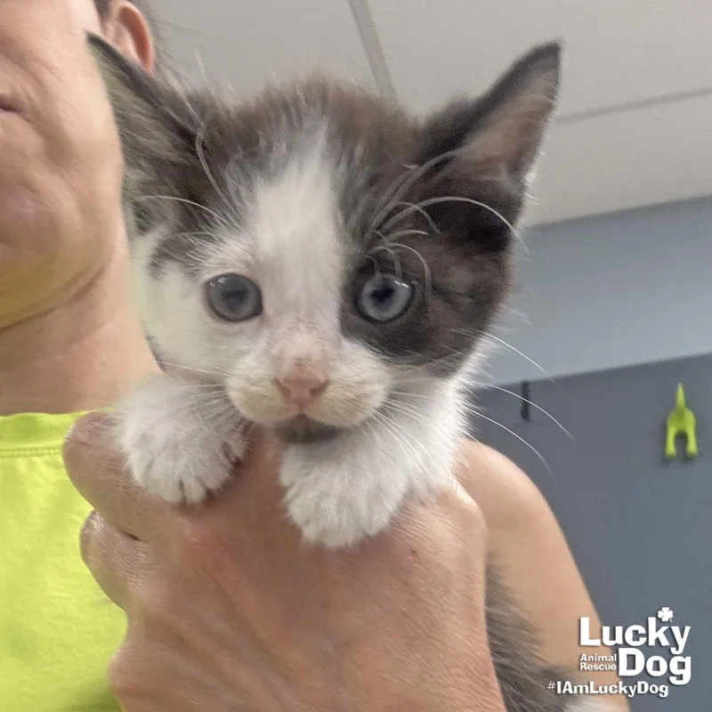 A baby medium-sized male Black & White / Tuxedo Domestic Short Hair cat named Bomb for adoption in Washington, DC
