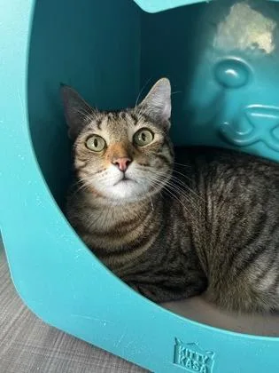 An adult small-sized male Domestic Short Hair cat named Toji for adoption in Honolulu, HI