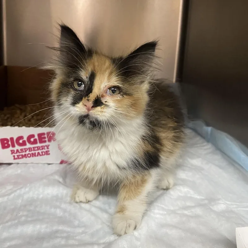 A baby small-sized female Calico Domestic Medium Hair cat named Lellow for adoption in Westminster, CA