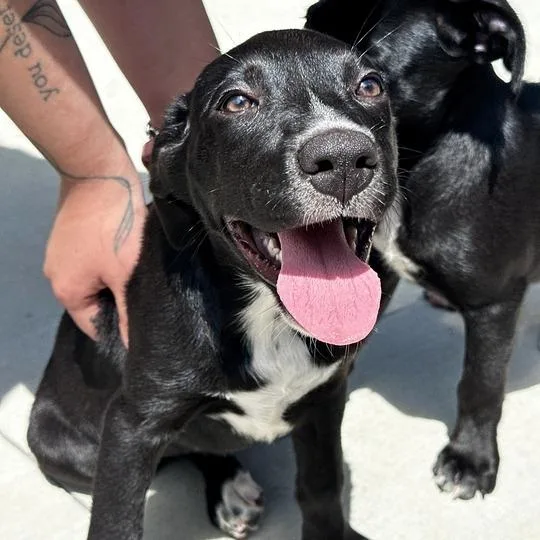 A baby small-sized female Black Mixed Breed dog named Meg for adoption in Matteson, IL