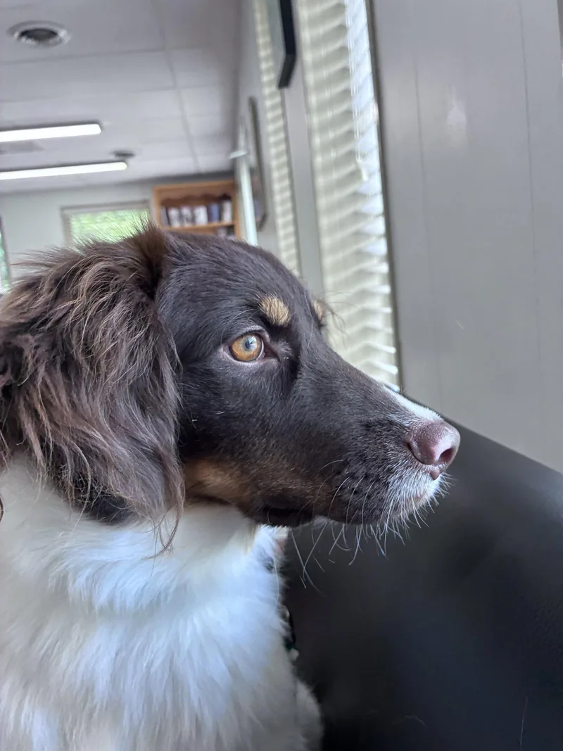 A young medium-sized male Brittany Spaniel dog named SCDobie for adoption in Baldwinsville, NY