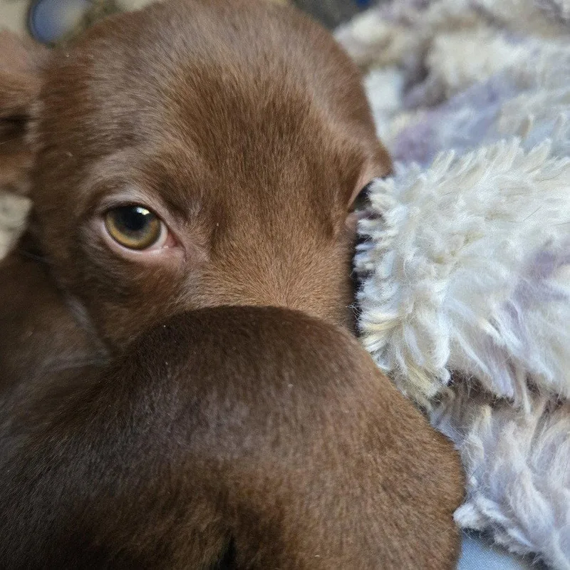 A young medium-sized male Labrador Retriever dog named Brownie CP for adoption in Locust Grove, GA