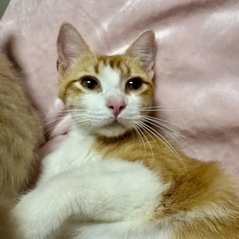 A young medium-sized female Domestic Short Hair cat named Sahara for adoption in Fort Collins, CO