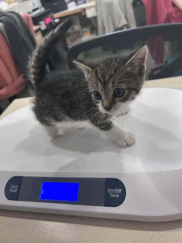 A baby small-sized female Brown / Chocolate Domestic Short Hair cat named Neon for adoption in Statesboro, GA