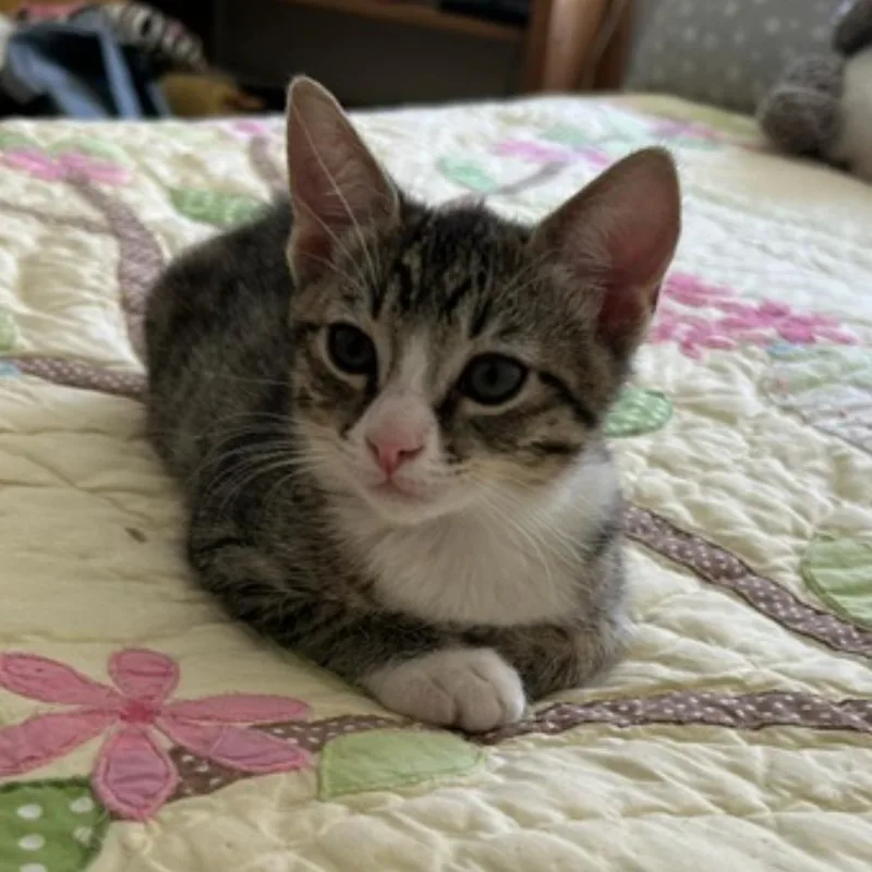 A baby small-sized female Brown / Chocolate Domestic Short Hair cat named Amy for adoption in Ashland, OR