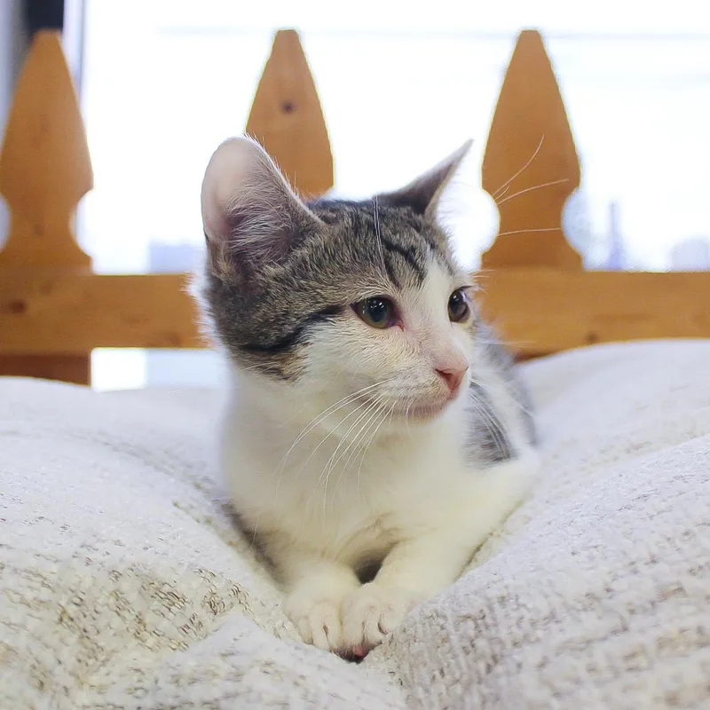 A baby medium-sized male Tabby cat named Peck for adoption in Wayne, NJ