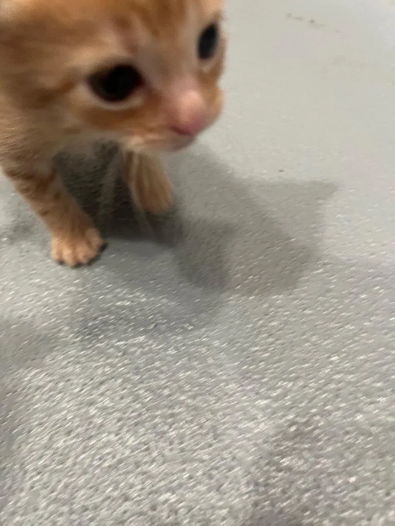 A baby small-sized male Domestic Short Hair cat named Arnie for adoption in Cartersville , GA