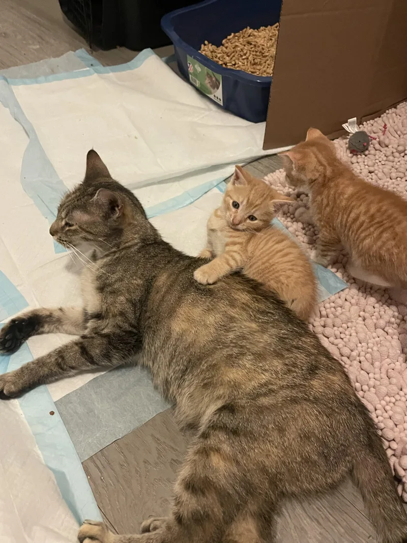 Margarita thumbnail 4