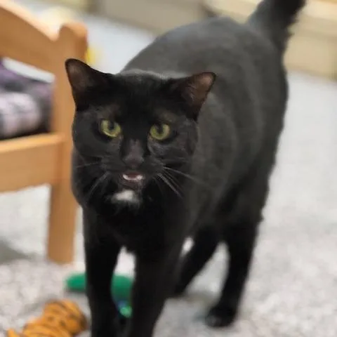 Firework thumbnail 2