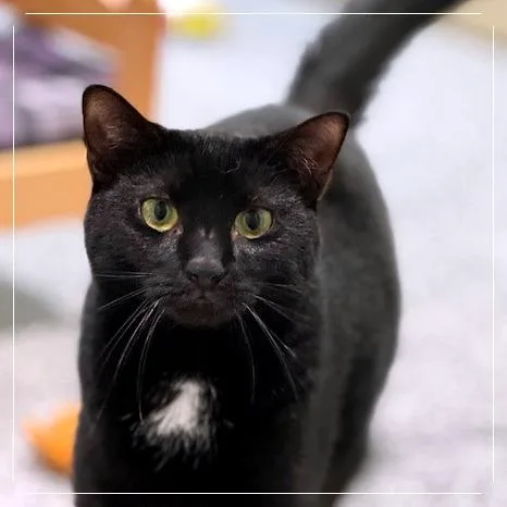 Firework thumbnail 3