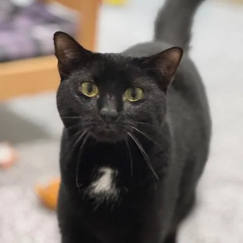 Firework thumbnail 4