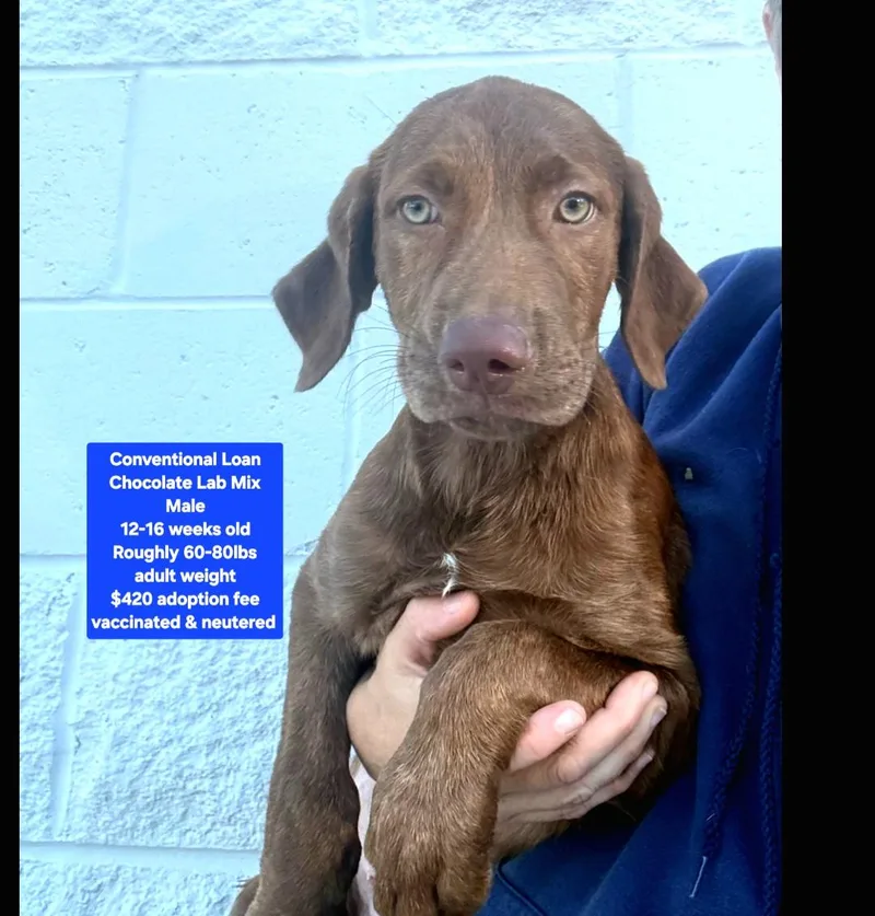 A baby large-sized male Chocolate Labrador Retriever dog named Conventional Loan for adoption in Oviedo, FL