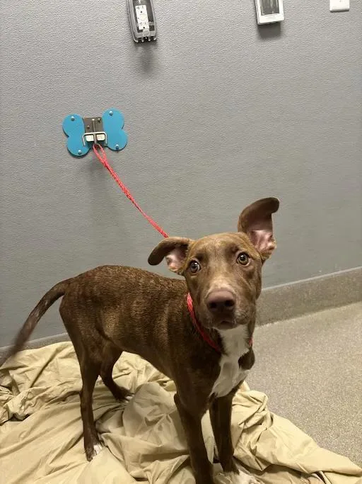 A young small-sized male Pit Bull Terrier dog named Candace for adoption in Las Vegas, NV
