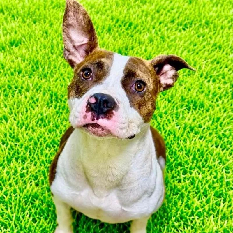 A young medium-sized female Brindle Pit Bull Terrier dog named Sweets for adoption in Battle Creek, MI