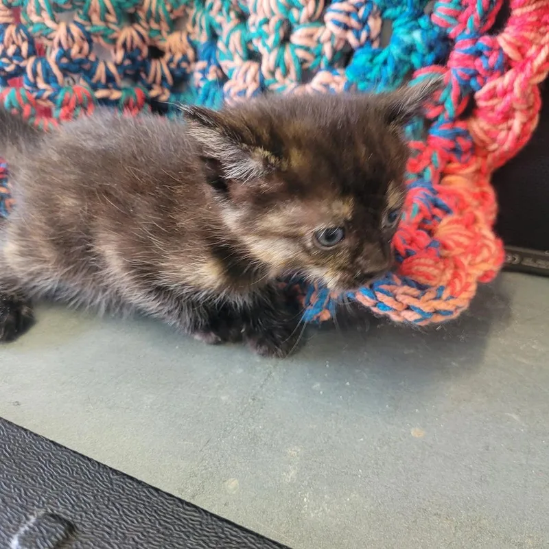 A baby small-sized female Tortoiseshell Domestic Short Hair cat named Zelda for adoption in Clarksdale, MS