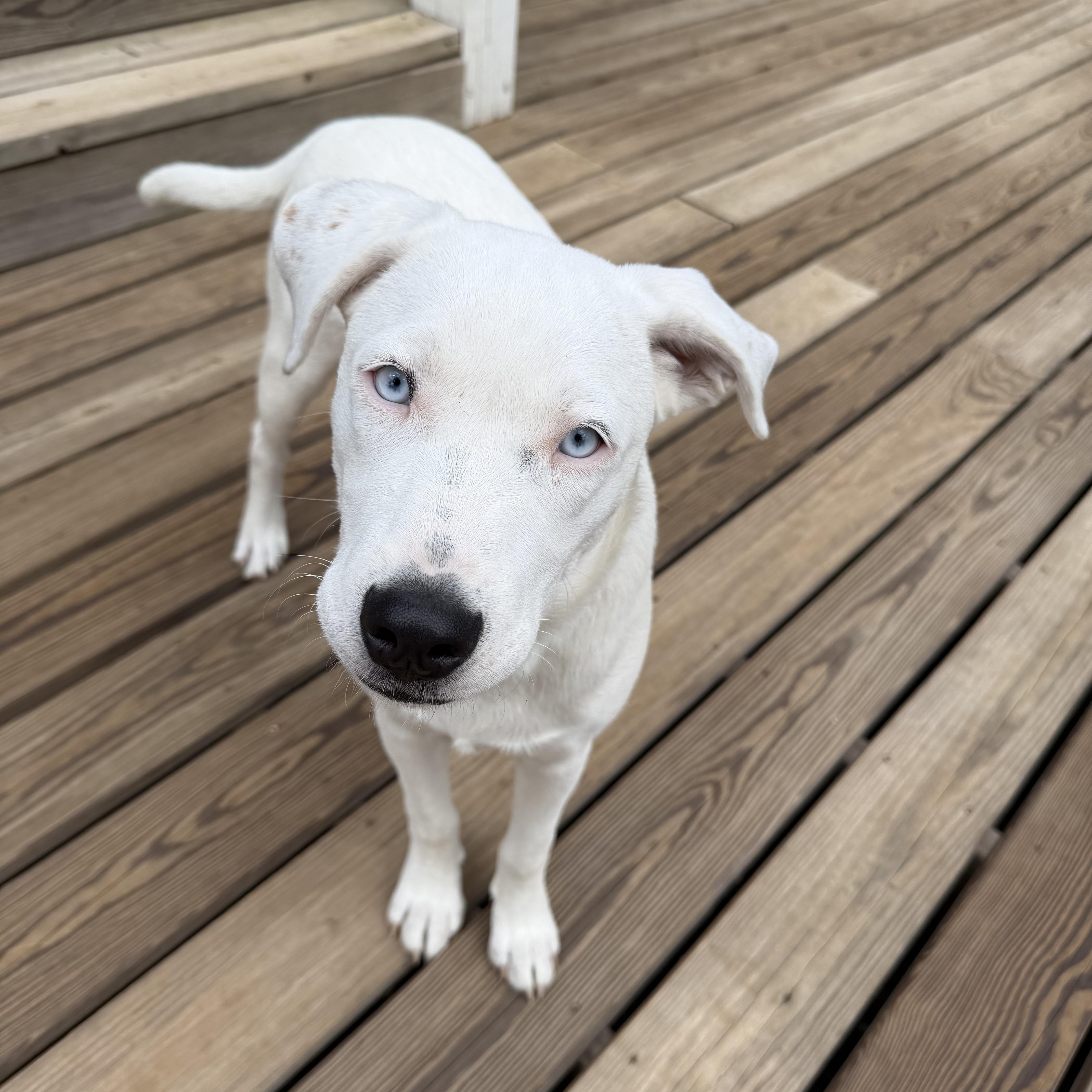 A young medium-sized female White / Cream Labrador Retriever dog named Angel low fee for adoption in Brierfield, AL