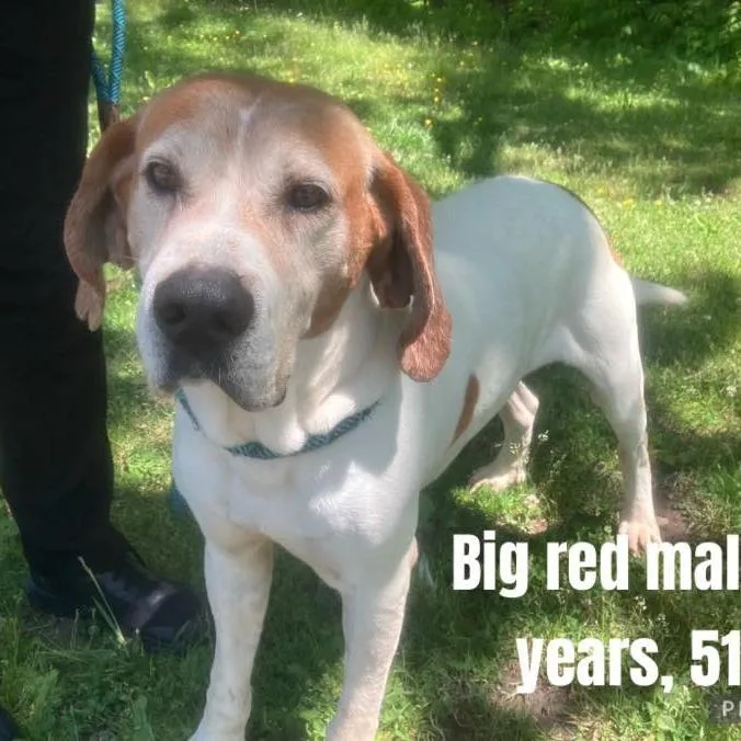 A senior medium-sized male White / Cream Hound dog named Big Red for adoption in Alexandria, VA