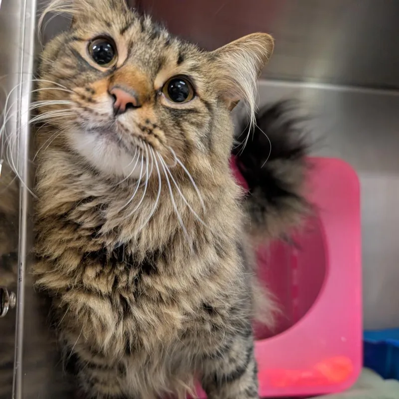 An adult large-sized male Brown / Chocolate Domestic Long Hair cat named Wallace for adoption in Titusville, FL