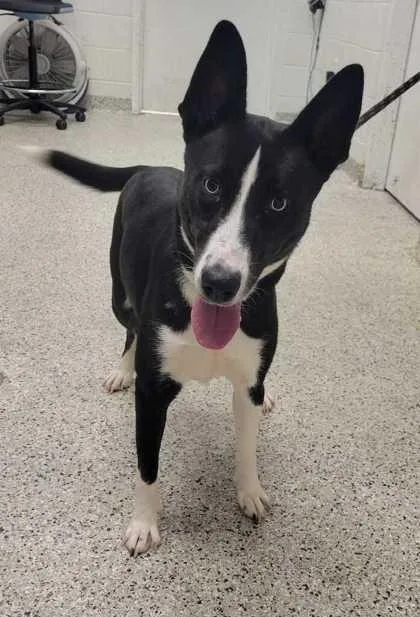 An adult medium-sized female Black Mixed Breed dog named Icelynn for adoption in Kansas City, MO