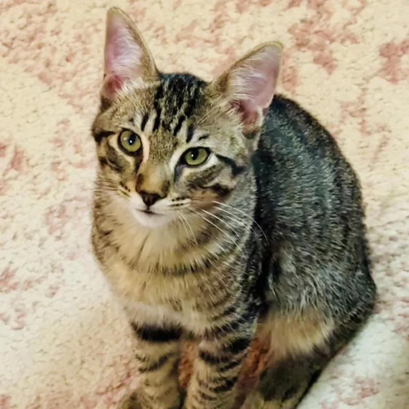 A baby small-sized male Domestic Short Hair cat named Schroeder for adoption in Cumming, GA