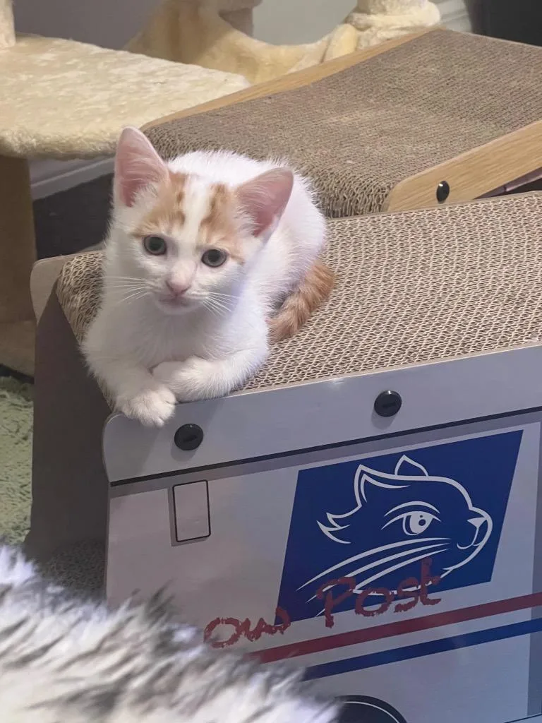 A baby medium-sized female Domestic Short Hair cat named Harmony for adoption in New York, NY