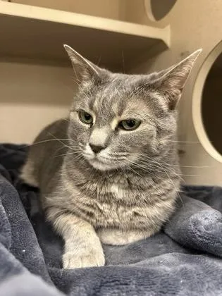 A senior small-sized female Domestic Short Hair cat named Philly for adoption in Quakertown, PA
