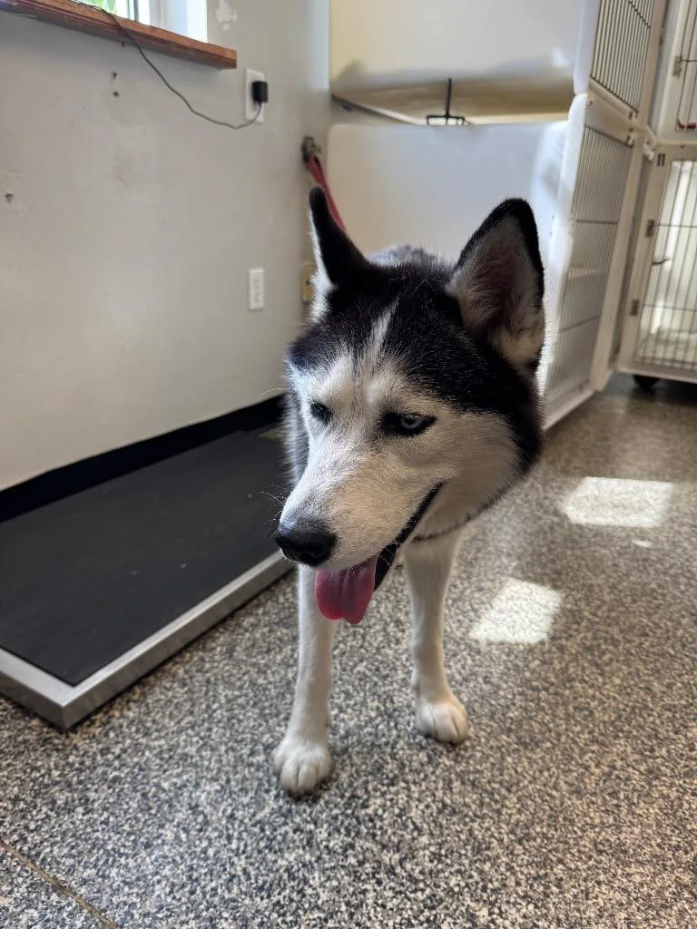 A young large-sized female Mixed Breed dog named Tyra for adoption in Columbia, TN