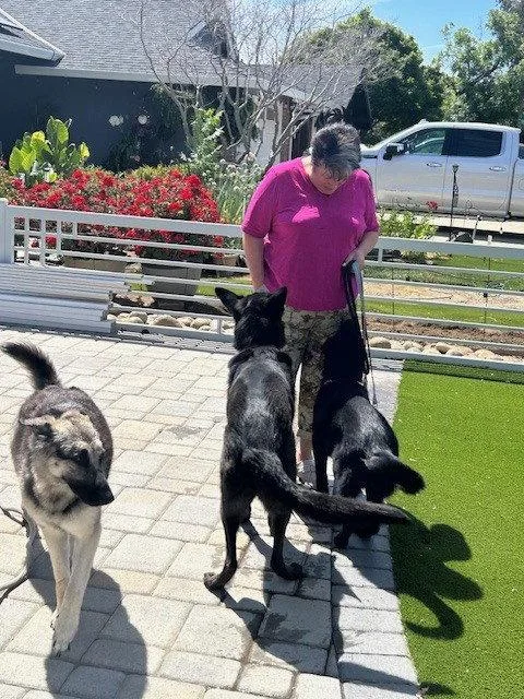 A young medium-sized female German Shepherd Dog dog named Charley for adoption in Cupertino, CA