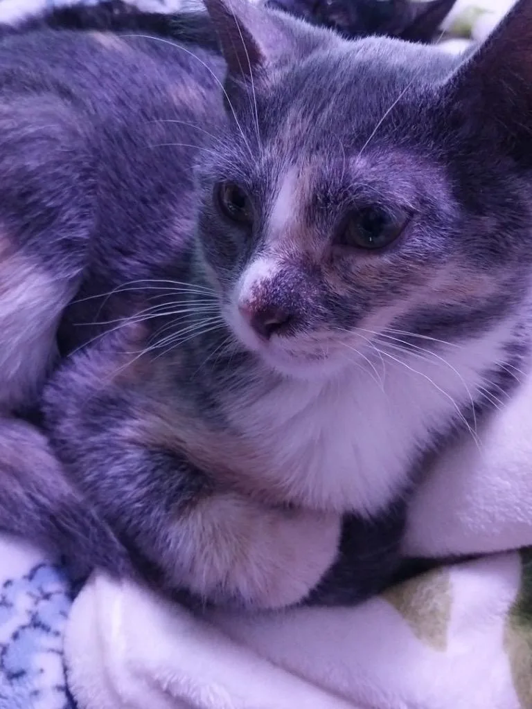 A baby medium-sized female Domestic Short Hair cat named Popsicle for adoption in Mountain Home, AR