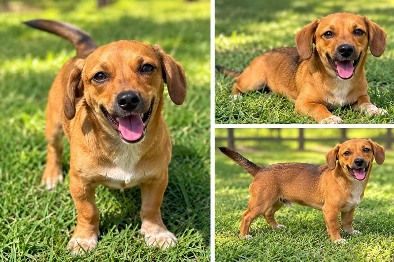 A baby small-sized male Dachshund dog named Yoda for adoption in Kiln, MS