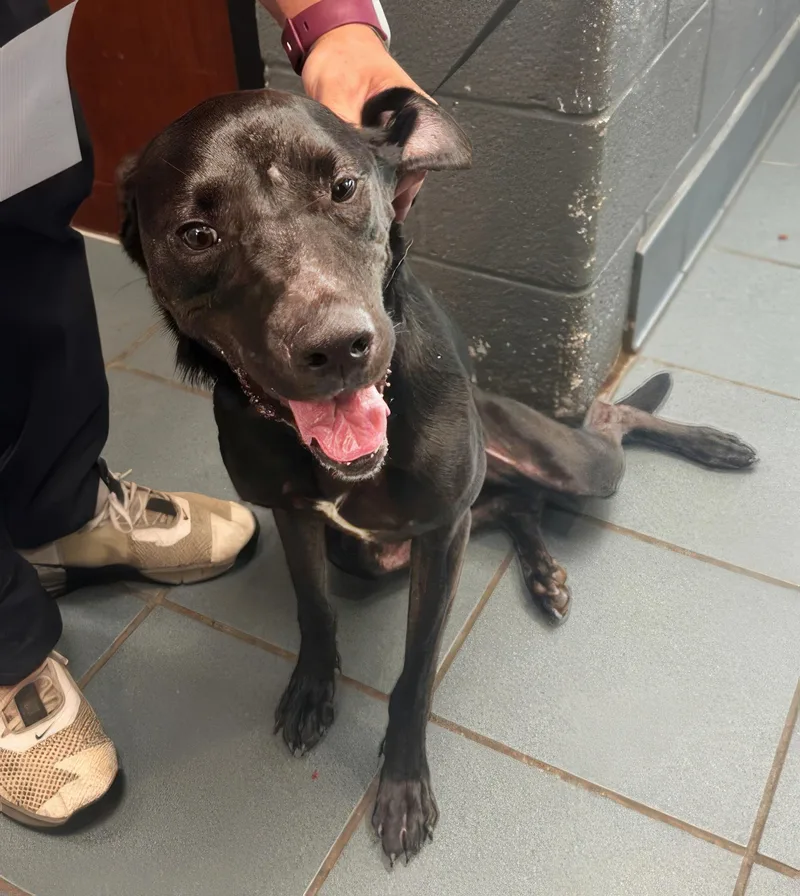 An adult medium-sized female Black Mixed Breed dog named Daffodil for adoption in Nashville, TN