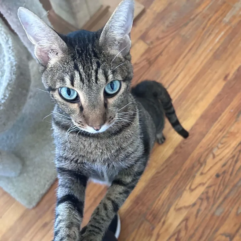An adult large-sized male Tabby (Tiger Striped) Domestic Short Hair cat named Josh for adoption in Huntington, NY