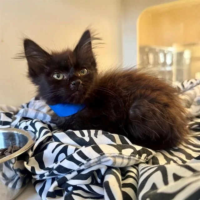 A baby small-sized male Domestic Long Hair cat named King for adoption in Riverside, CA