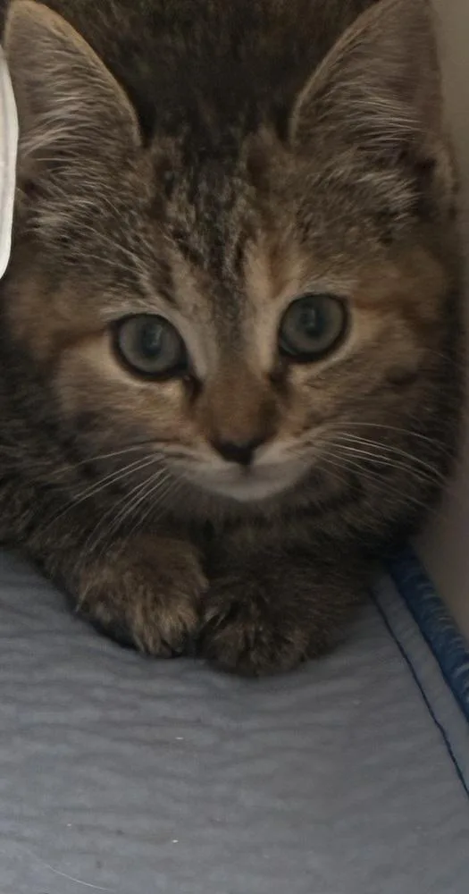 A baby small-sized female Brown / Chocolate Domestic Short Hair cat named Bing for adoption in Greensboro, NC