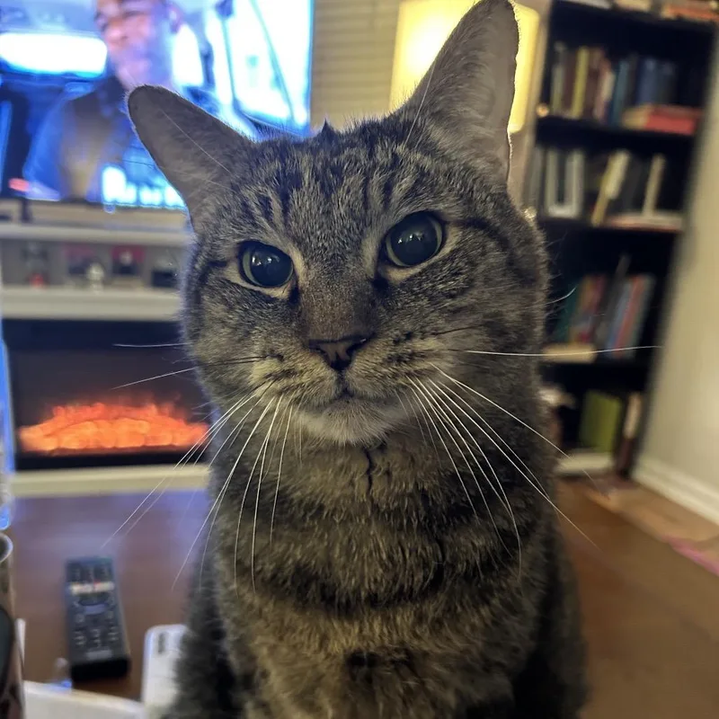 A senior large-sized male Brown / Chocolate Domestic Short Hair cat named Charlie for adoption in Durham, NC