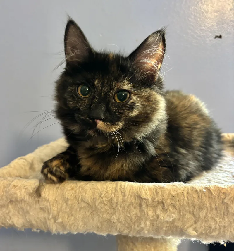 A baby medium-sized female Tortoiseshell cat named Fern for adoption in Anderson , SC