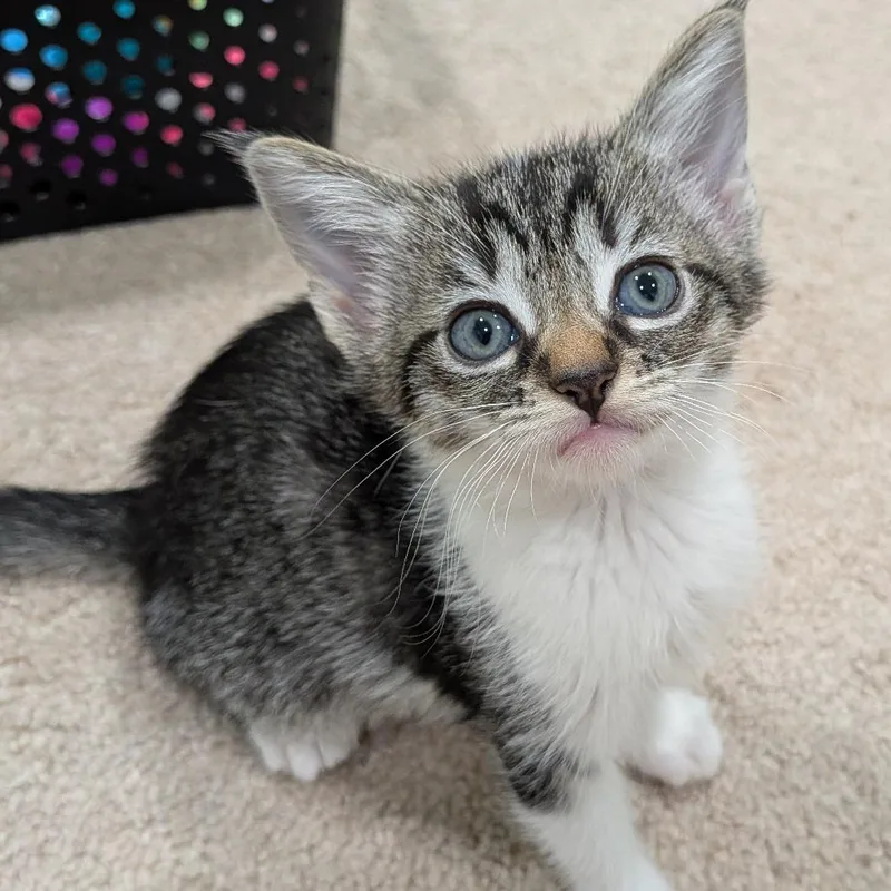 A baby small-sized female Brown / Chocolate Domestic Short Hair cat named Cremini for adoption in North Branford, CT