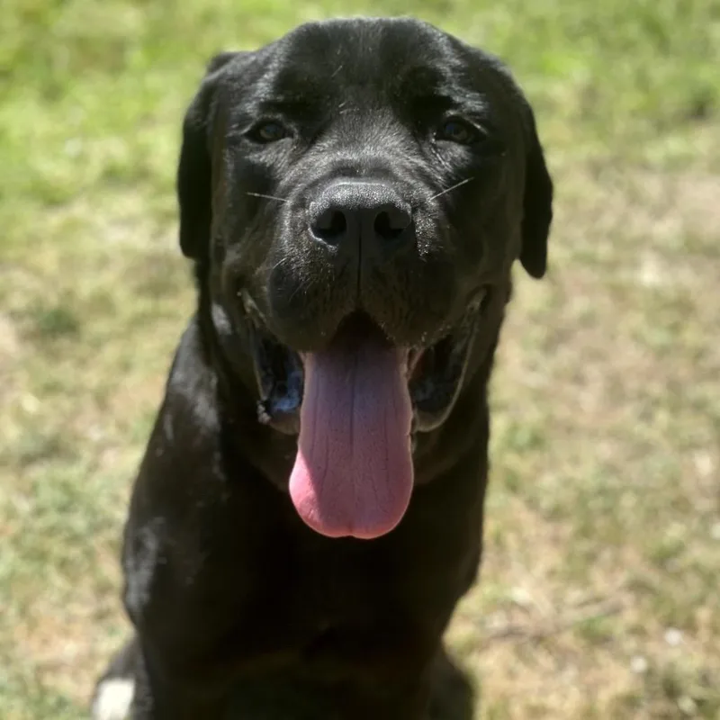 An adult large-sized male Black Cane Corso dog named Buster for adoption in San Jacinto, CA