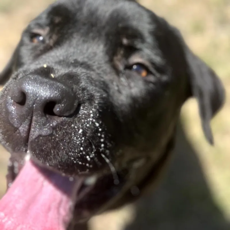 Buster thumbnail 6